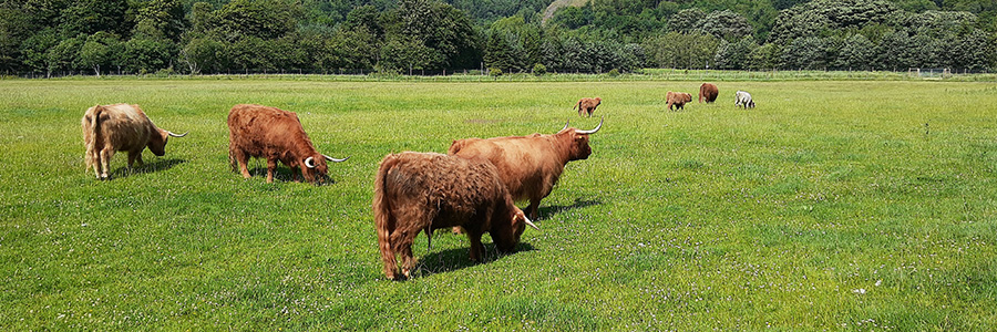 Cattle in a field near Kenmore, Scotland